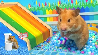 😱 Hamster Escape Maze  Hamster Cute pets Maze hamsterescape mazediytraps [upl. by Wilmette939]