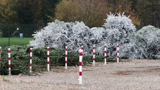 Europa Park Weihnachts bäume werden weiß lackiert für den Park update 6112018 [upl. by Persons852]