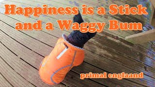 Happiness is a Stick and a Waggy Bum [upl. by Gerger]