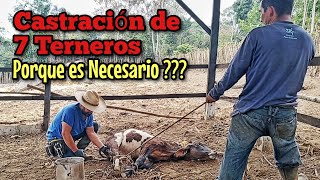 Castración de Terneros para el Engorde Cómo se Hace y Porque es Necesario [upl. by Khorma161]