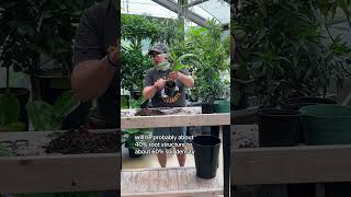 Part 2 Fixing an Overwatered Peace Lily [upl. by Ueik]