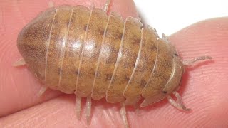 Helleria brevicornis Isopod Care Guide [upl. by Dallon]