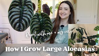 How I Grow Large Alocasias Updated Care Routine and Chatty Repot with me Luna Update [upl. by Essex]