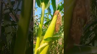 Ngala jagong 🌽🌽🌽 jagung jagungmanis sweetcorn [upl. by Ulrich]