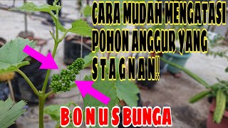 CARA MUDAH MENGATASI POHON ANGGUR YANG STAGNAN‼️ BONUS BUNGA🍇 [upl. by Adaha]