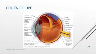 1 Cours Analyse de la vision  Anatomie de l’œil  BTS OL [upl. by Egin38]