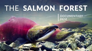 The Salmon Forest  Tongass National Forest  Alaska Nature Documentary [upl. by Dimah708]