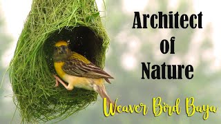 Architect of Nature  Baya Weaver Bird Nest Making  Weaver Bird building Nest  Baya Bird Nest [upl. by Enomar]