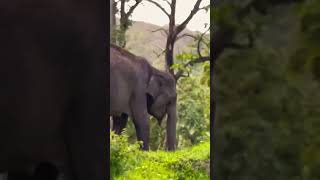 Bandipur deers fighting amp Elephant eating shorts youtubeshorts [upl. by Euqilegna]