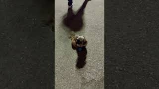 Most Loyal Oldham fan around oafc awaydays nonleague animals dogs shortsfeed shortsvideo [upl. by Emilie529]