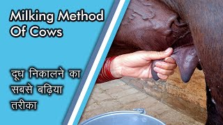 Milking method of cows Types of MilkingDairy Cattle [upl. by Ahsinauj]