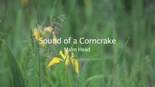 Corncrake Calling [upl. by Conrade]