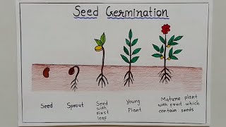 How to Draw Seed Germination Step By Step ✏️ Draw Sprouted Seed Easy [upl. by Nnazus]