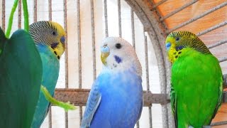 Fantastic Male Parakeets Chirping Listen to Budgies Sounds to Reduce stress blood pressure [upl. by Petronia]