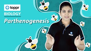 Parthenogenesis  Reproduction in organisms  Class 12 Biology CBSENCERT [upl. by Yenolem]