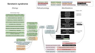 Serotonin syndrome mechanism of disease [upl. by Norej]