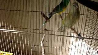 Grass parrots  Papagali Cantatori [upl. by Hawley]