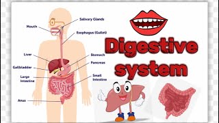 The Digestive System How does the Digestive System works digestivesystem [upl. by Canotas]