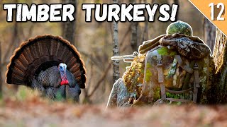 HARDWOODS TURKEY HUNTING in KENTUCKY Calling Setups for Success [upl. by Chace]