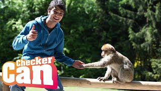 Der AffenCheck  Reportage für Kinder  Checker Can [upl. by Dugald]