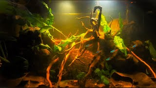 Full Blackwater Aquascape on a budget Tutorial START TO FINISH Blackwater Aquarium Tank [upl. by Jarl]