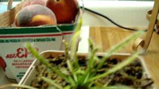 Drosera Capensis Alba Natural Fruit Fly Trap [upl. by Odeen]