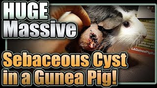 Huge Massive Sebaceous Cyst in a Guinea Pig [upl. by Bastian626]