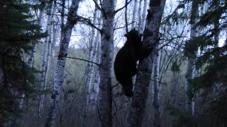 Black Bear Bow Hunt Rock Ridge Outfitting Ltd [upl. by Nowujalo636]