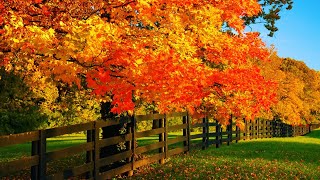 Beautiful Relaxing Music Peaceful Soothing music quotSeptember Autumn Leavesquot in 4k by Tim Janis [upl. by Gadmon931]