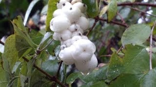 Lacrime dItalia Symphoricarpos Albus [upl. by Anialed]