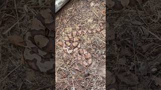 We flipped three copperheads coiled up together and one bit our camera  fyp snakes wildlife [upl. by Krispin313]