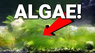 Is Algae GOOD or BAD for Your Aquarium [upl. by Demp]