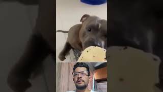 The Cutest Dog Eats Cheese shorts dog [upl. by Nonnah]