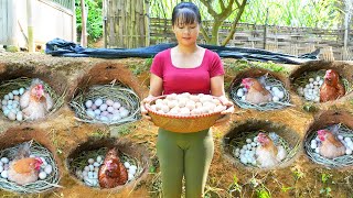 How To Build Hole For Hens To Lay Eggs  Harvesting Chicken Eggs Goes to the market sell [upl. by Aivat200]