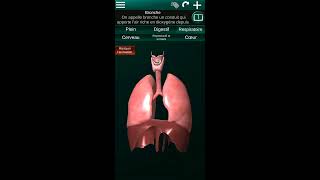 Organes Internes en 3D Anatomie quotFRquot [upl. by Alvord]