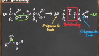 Q 11 Die Peptidbindung [upl. by Jayson]