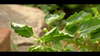 Tips to grow Yanai Nerunjil pedalium murex  herb at your terrace  Poovali  News7 Tamil [upl. by Aube]