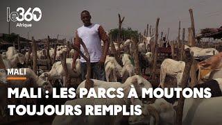 Les moutons cherchent toujours preneurs après Tabaski [upl. by Narcho245]