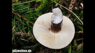 SchwarzkopfMilchling Kaminkehrer Rußkopf Lactarius Lignyotus Lactariella Lignyota [upl. by Yard]