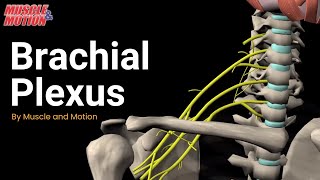 Brachial Plexus [upl. by Bywoods]