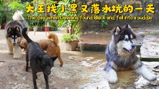 大王找小黑玩儿又落水坑的一天  The day when Dawang found Black and fell into a puddle【阿盆姐家的大王】 [upl. by Ahsiugal]