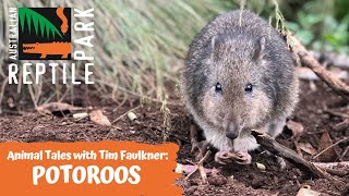 ANIMAL TALES WITH TIM FAULKNER  EPISODE 20  POTAROO [upl. by Eissak]