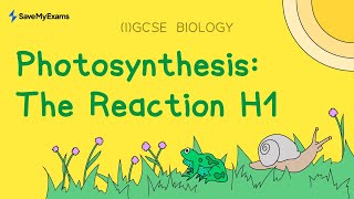 Photosynthesis The Reaction H1  GCSE Biology amp IGCSE Biology Revision [upl. by Saphra]