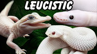 7 Leucistic REPTILES To Buy In 2024 [upl. by Erodasi966]