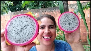 NÃO COMA PITAYA SEM CONFERIR O VÍDEO  COMO COMER PITAYA [upl. by Emyle405]