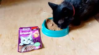 whiskas cat food meat collectionbeefjelly [upl. by Suoirred696]