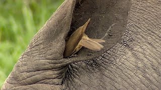 Birds Helping Rhino to Clean Its Ear An Unseen Glimpse into Natures Mutualism  Wildlife Wonders [upl. by Clarise]