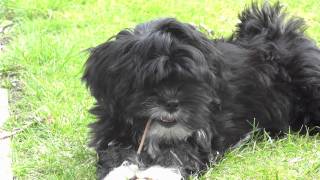 Cute puppies lhasa apso playing and fighting [upl. by Carnes500]