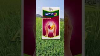 Best fungicide for paddy in telugu1  Nativo Fungicide  Paddy Cultivation [upl. by Enayd]