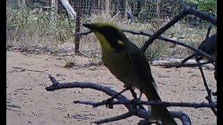 Yellowtufted honeyeater Lichenostomus melanops [upl. by Allecsirp307]